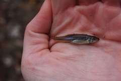 Notropis