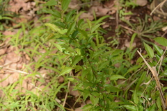 Oncoba spinosa