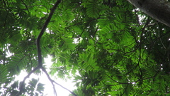 Tachigali panamensis