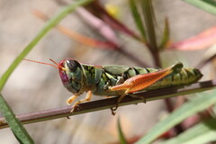 Phoetaliotes nebrascensis