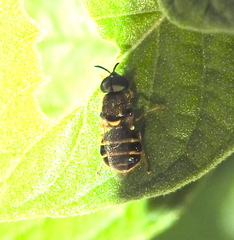 Stratiomyini