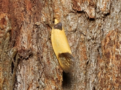 Merocroca automima
