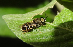 Stratiomyini