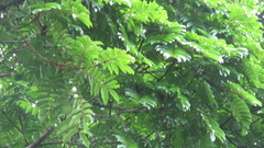 Tachigali panamensis