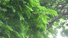 Tachigali panamensis