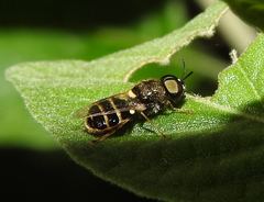 Stratiomyini