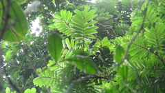 Tachigali panamensis