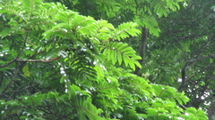 Tachigali panamensis