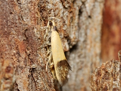 Merocroca automima