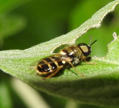 Stratiomyini