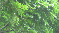 Tachigali panamensis