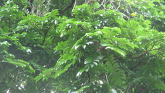 Tachigali panamensis