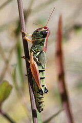 Phoetaliotes nebrascensis