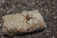 Loxosceles rufescens