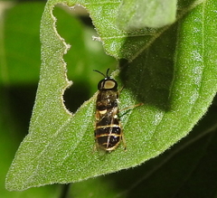 Stratiomyini