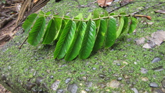 Tachigali panamensis