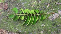 Tachigali panamensis