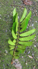 Tachigali panamensis