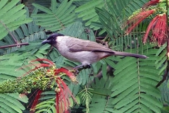 Pycnonotus aurigaster