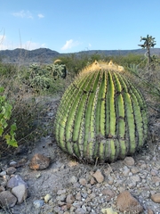 Echinocactus platyacanthus