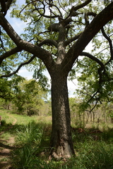 Pterocarpus angolensis