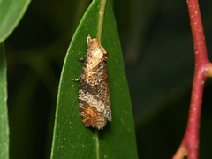 Cryptoptila australana