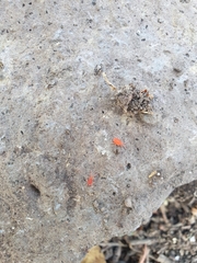 Trombidioidea