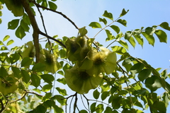 Pterocarpus angolensis