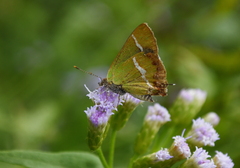 Chlorostrymon simaethis