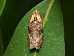 Cryptoptila australana