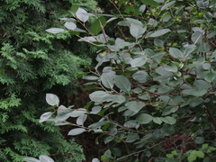 Prunus klokovii
