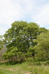 Pterocarpus angolensis