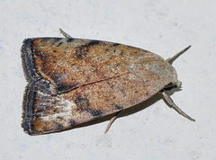 Micrathetis