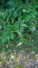 Diplazium taiwanense