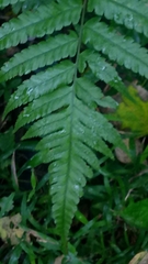 Diplazium taiwanense