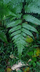 Diplazium taiwanense