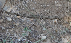 Vipera eriwanensis
