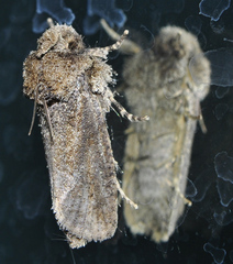Acrolophus arcanella