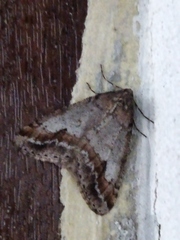 Erannis declinans