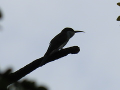 Merops viridis