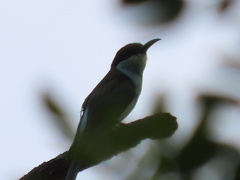Merops viridis