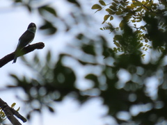 Merops viridis