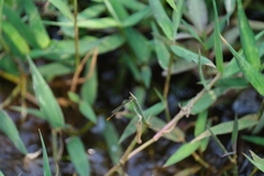 Agriocnemis pygmaea