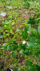 Camellia sasanqua