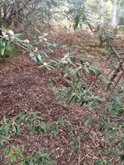 Nematolepis squamea squamea