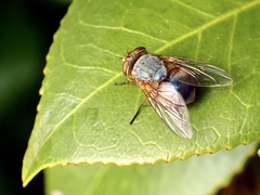 Calliphora
