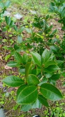 Camellia sasanqua