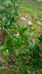 Camellia sasanqua