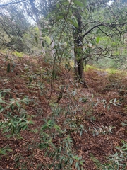 Nematolepis squamea squamea