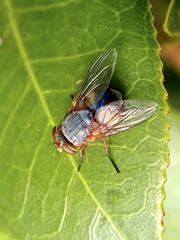 Calliphora